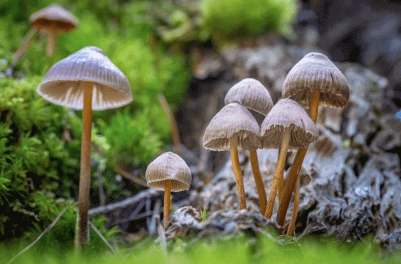 Military Times: First-ever provision for psychedelic studies included in defense bill