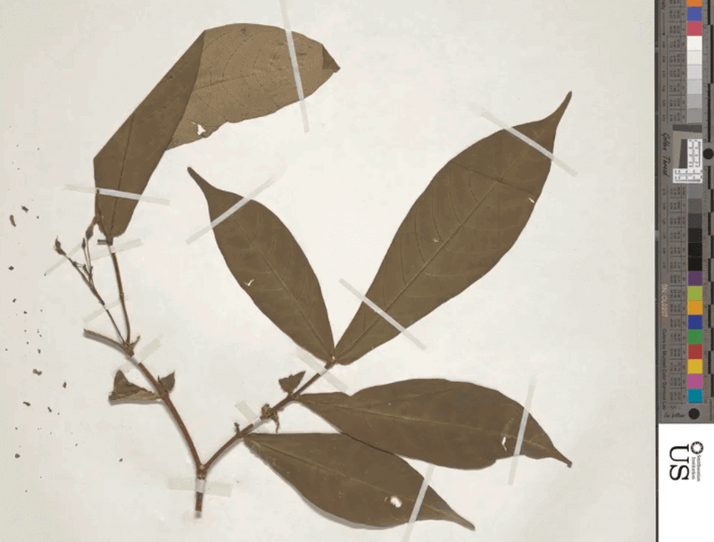 Smithsonian Magazine: A Lesser-Known Psychedelic Drug Shows Promise for PTSD Treatment