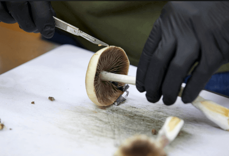 The Washington Post: VA considers using psychedelic drugs to fight PTSD among veterans