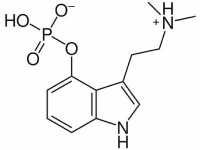 Psilocybin Cell Structure